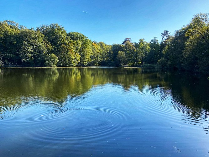 L'étang de Saint Curcufa dans la foret de Malmaison