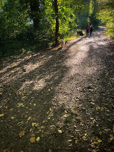 La foret de Malmaison