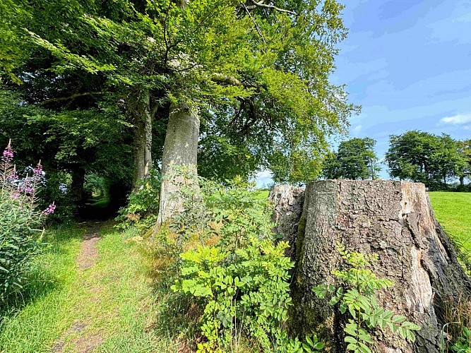 Libramont_ausuddubandechevigny©MTFSH-TEXTO Pascal Willems (101)