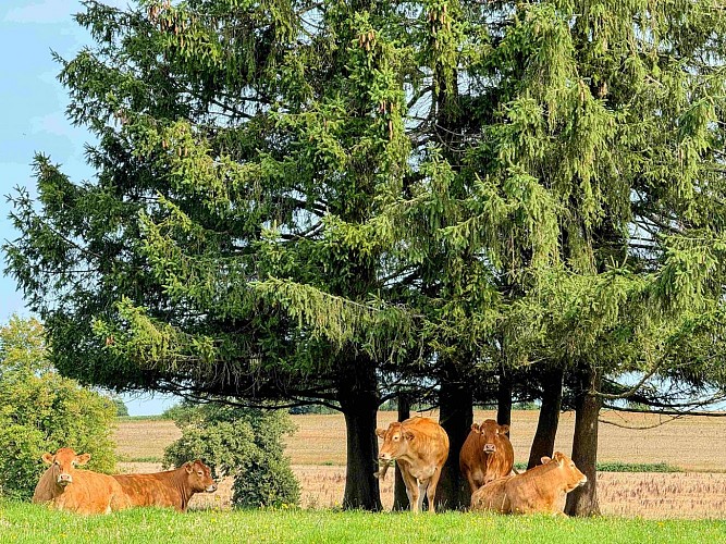 Libramont_ausuddubandechevigny©MTFSH-TEXTO Pascal Willems (31)