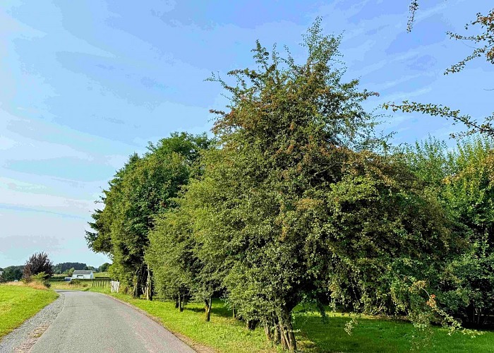 Libramont_promenade_deseglisesetdeschapelles©MYFSH-TEXTO Pascal Willems (11)