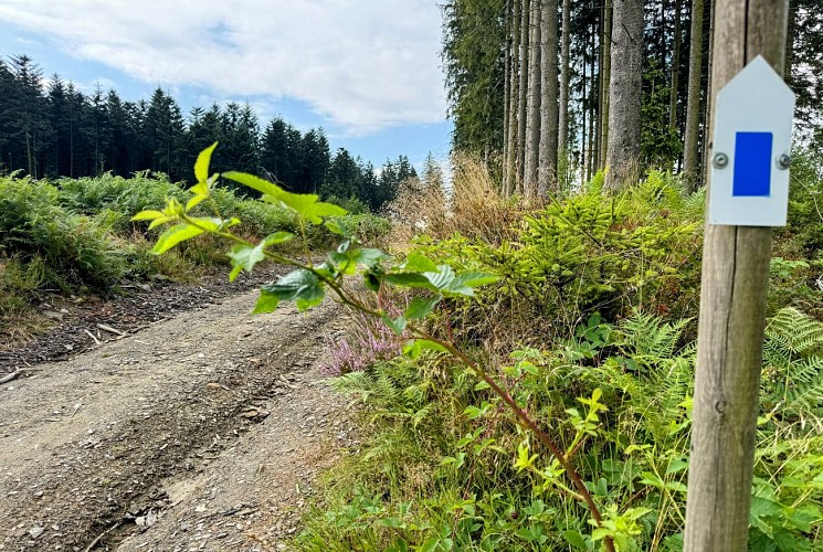 Libramont_promenade_du_serpont©MTFSH-TEXTO Pascal Willems (18)