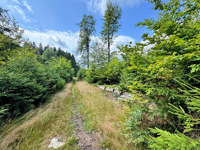 Libramont_promenade_du_serpont©MTFSH-TEXTO Pascal Willems (21)