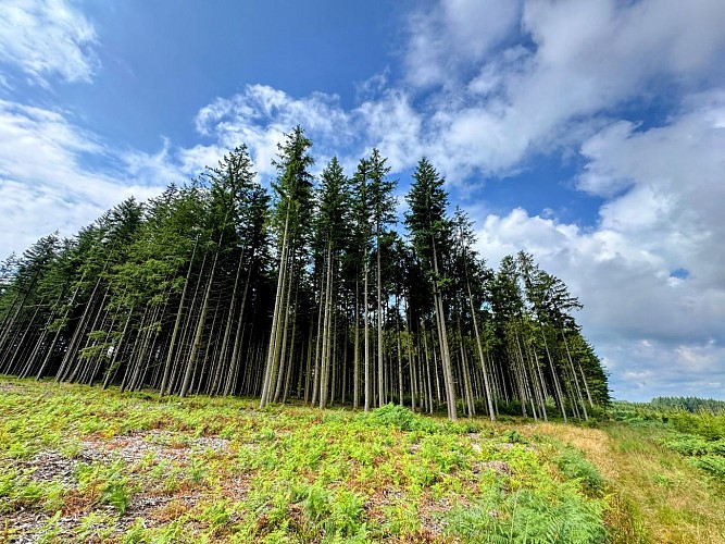 Libramont_promenade_du_serpont©MTFSH-TEXTO Pascal Willems (16)