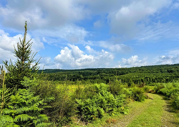 Libramont_promenade_du_serpont©MTFSH-TEXTO Pascal Willems (75)
