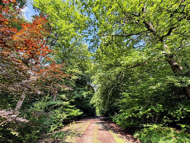 Libramont_promenade_du_serpont©MTFSH-TEXTO Pascal Willems (53)