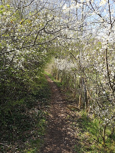 Les pelouses sèches du Mont Saint-Michel