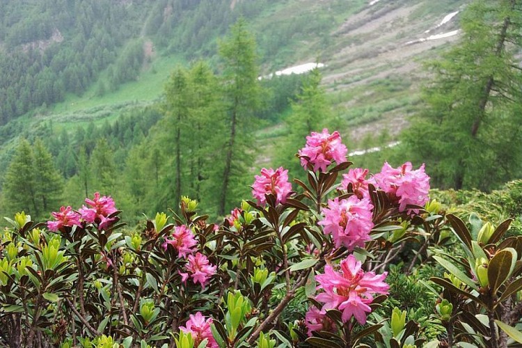 Le vallon de Combe Oursière