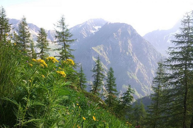 Le vallon de Combe Oursière