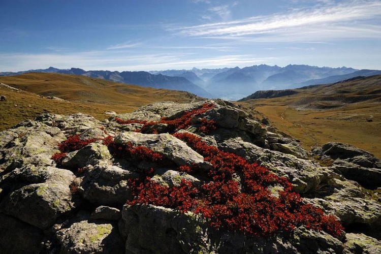 Myrtilles à l'automne à l'Alp de Vautisse,  Réotier
