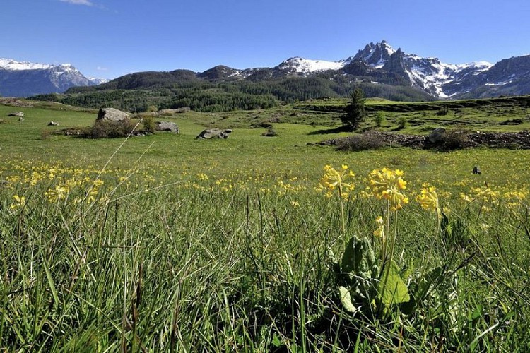 Les aiguilles de Chabrières vues du "Clot du Fort" au printemps