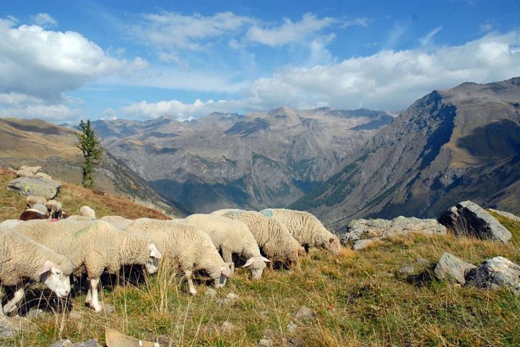 Pastoralisme au Saut du Laire