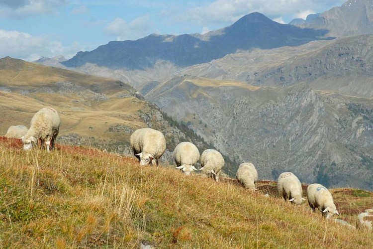 Pastoralisme au Saut du Laire