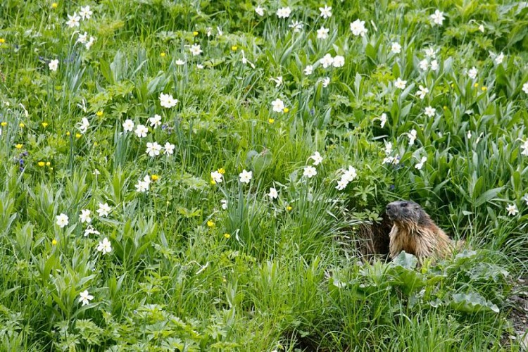 Marmotte au plateau de Charnières