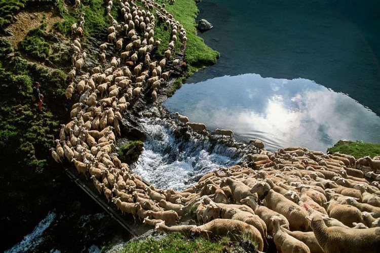 Pastoralisme au lac de la Muzelle