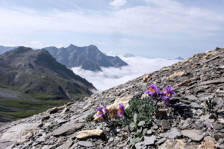 Linaire des Alpes au col de Vallonpierre