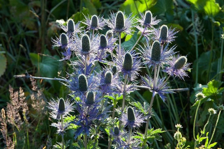 Chardon bleu dans le vallon du Fournel