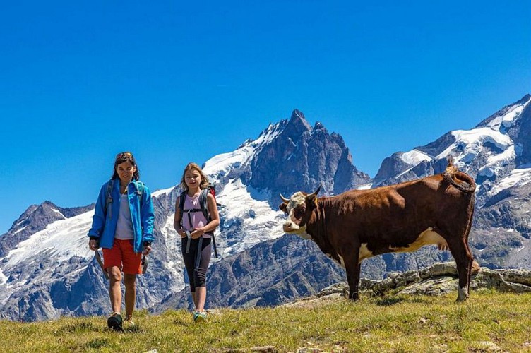 Plateau d'Emparis - la Meije