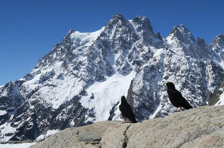 Le Pelvoux depuis le refuge du Glacier Blanc