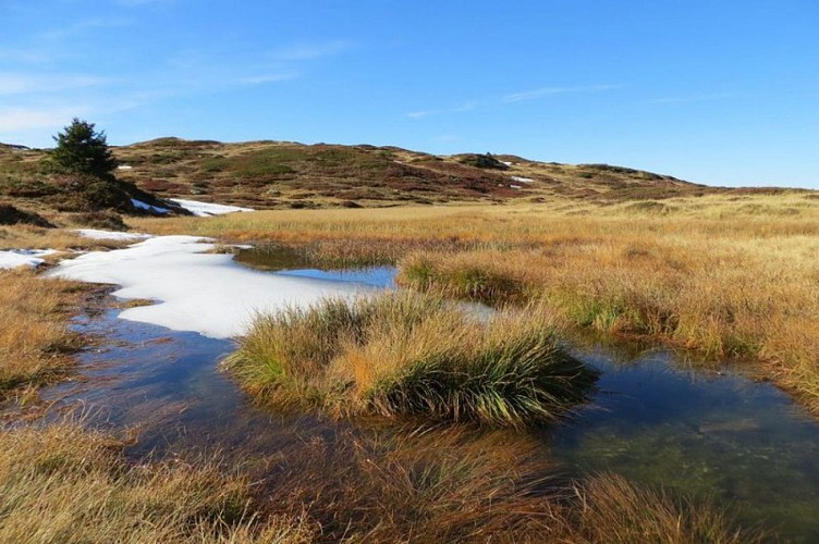 Tourbières du plateau du Taillefer