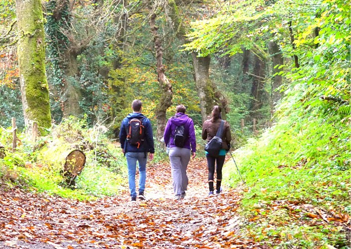 Randonnée pédestre : Boucle des Forêts du Malous 13,5km / 4h00