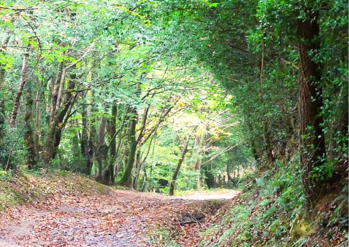 Randonnée pédestre : Boucle des Forêts du Malous 13,5km / 4h00