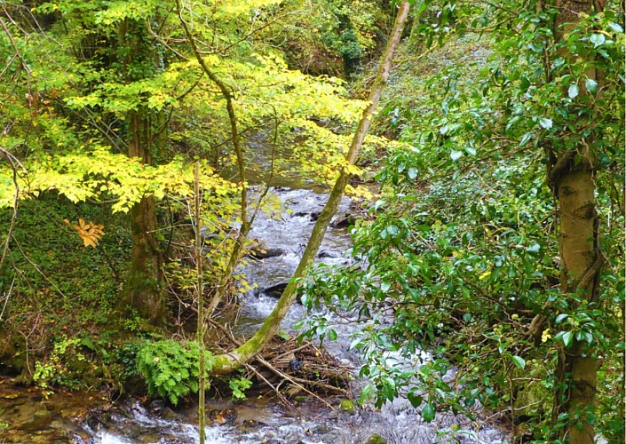 Randonnée pédestre : Boucle des Forêts du Malous 13,5km / 4h00