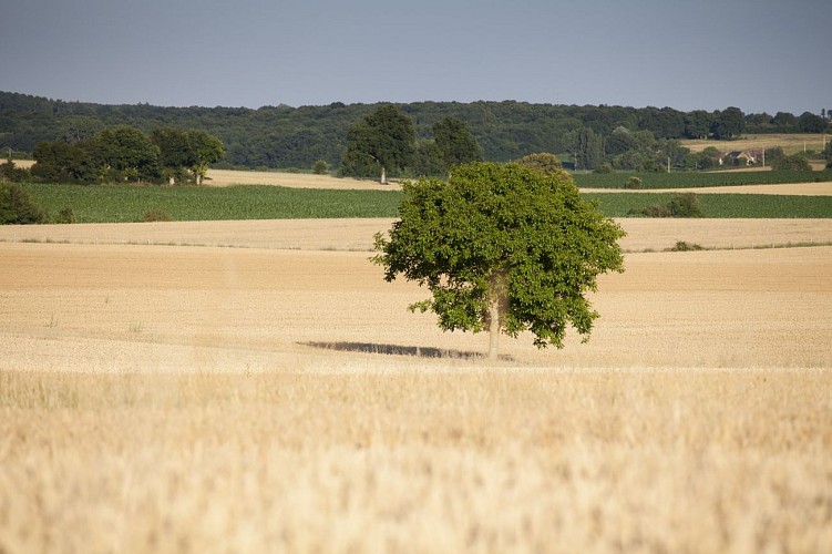 saint pierre des bois_MG_2343