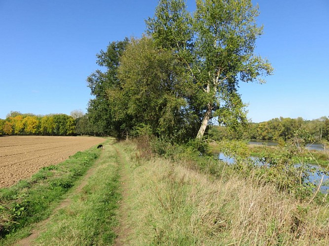 Chemin au bord de la Loire