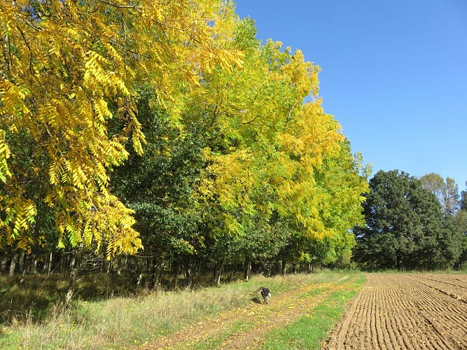 Chemin entre forêt et champs