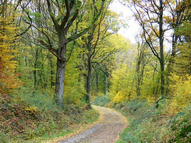 Circuit en Champagne Berrichonne "Chouday- Condé - Saint Aubin"
