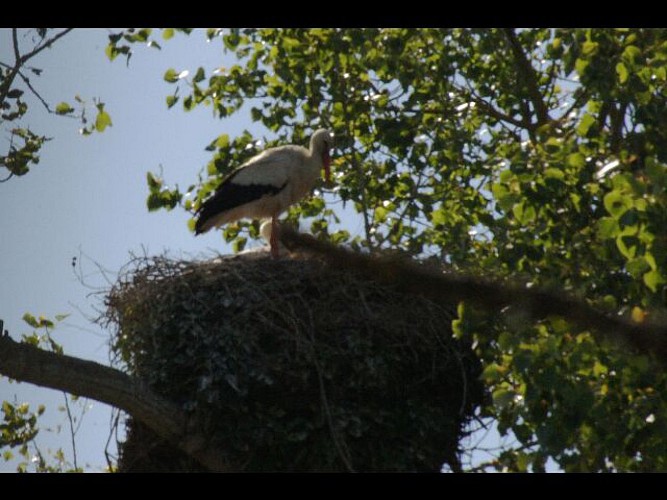 circuit dans le marais de l’île Chauvet et de Bois de Céné