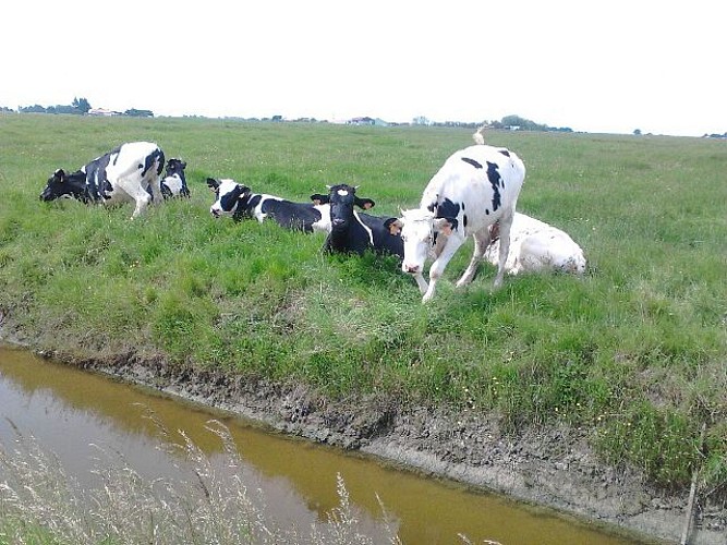circuit dans le marais de l’île Chauvet et de Bois de Céné