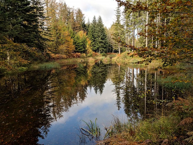 Circuit Le Bois d'Arfin