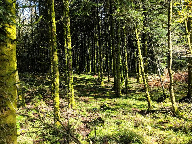 Circuit Le Bois d'Arfin