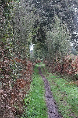 3 - Beaurepaire - Sentier des Alivettes (Circuit court)