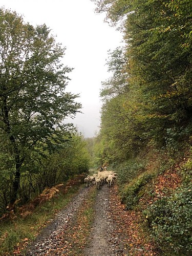 Chemin des cavaliers