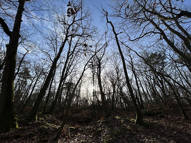 Foret de Champagne sur Seine