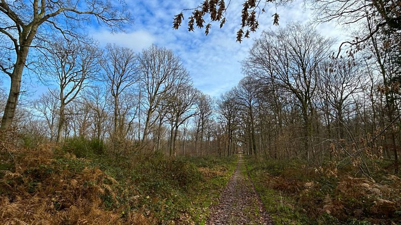 Forêt de Champagne sur Seine