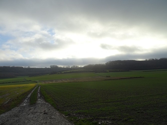 Le Mont Vert - Alquines - Parcours officiel - VIGILANCE CHASSE DU 21/09/2025 AU 28/02/2026