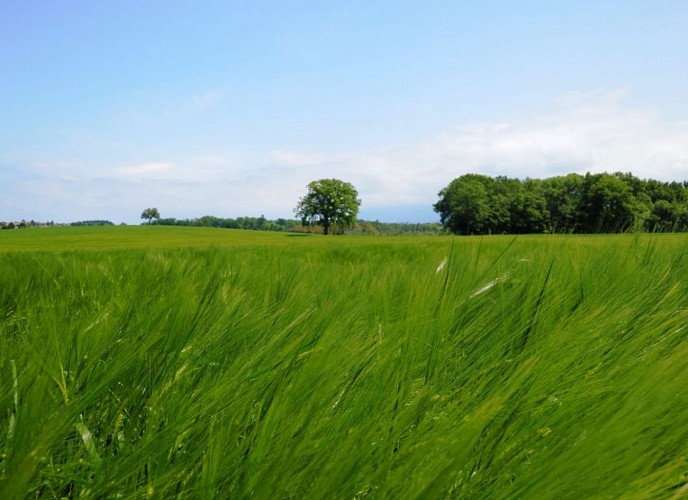 Sentier: "La Pointe"