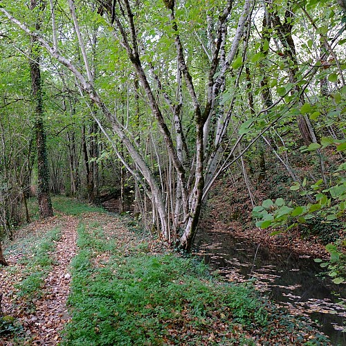 Le long du canal d'alimentation du moulin de Castel