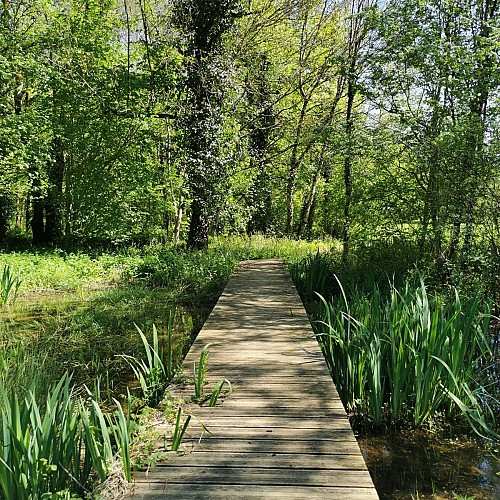 Zone humide à La Rouquette