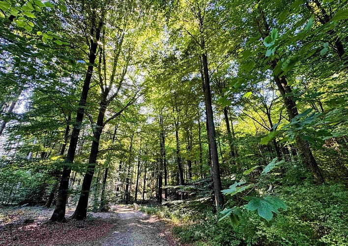 Sainthubert_vtt_les_fontaines©MTFSH-TEXTO_Pascal_Willems_(69)