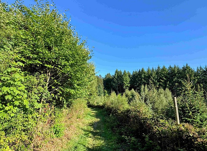 Sainthubert_vtt_les_fontaines©MTFSH-TEXTO_Pascal_Willems_(85)