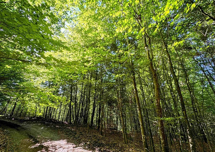 Sainthubert_vtt_les_fontaines©MTFSH-TEXTO_Pascal_Willems_(33)