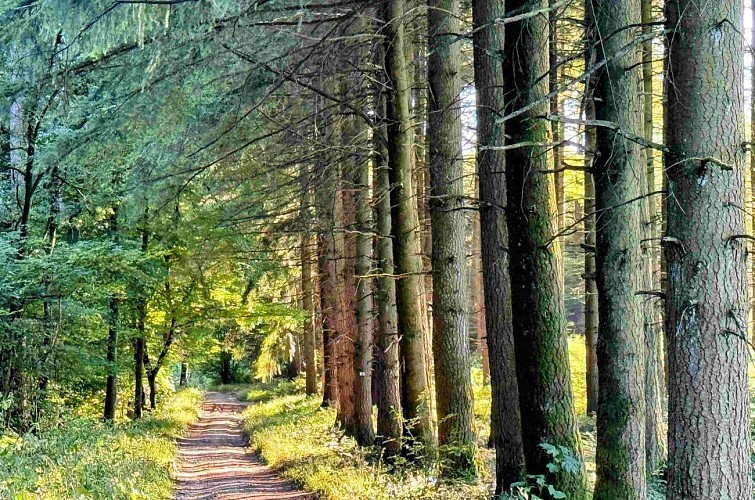 Sainthubert_vtt_les_fontaines©MTFSH-TEXTO_Pascal_Willems_(93)