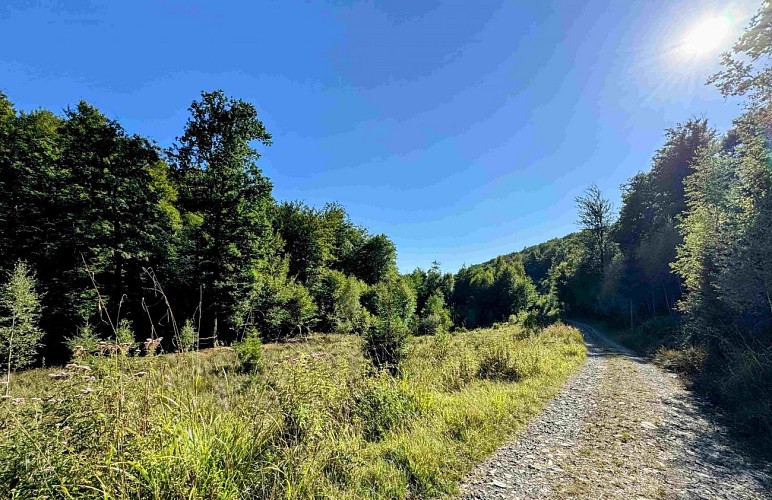 Sainthubert_vtt_les_fontaines©MTFSH-TEXTO_Pascal_Willems_(37)