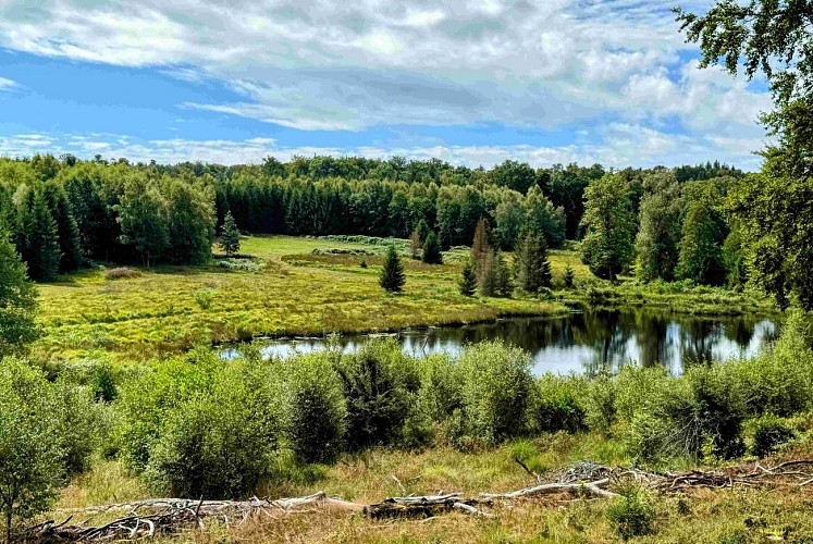 Sainthubert_promenade_de_la_bilaude©MTFSH-TEXTO Pascal Willems (121)