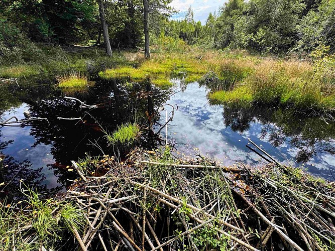 Sainthubert_promenade_de_la_bilaude©MTFSH-TEXTO Pascal Willems (159)